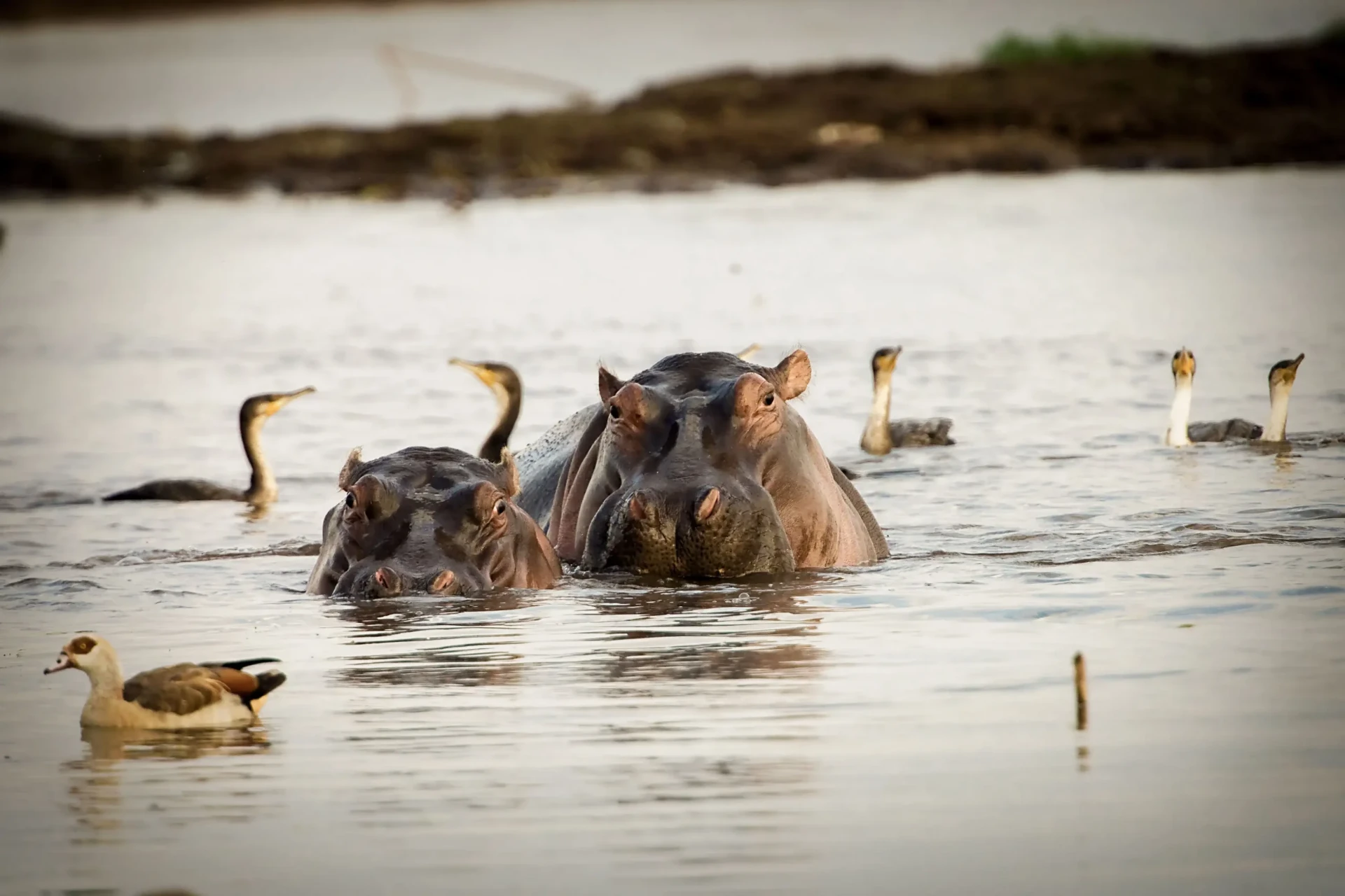 10 Days Tanzania Mara River Safari