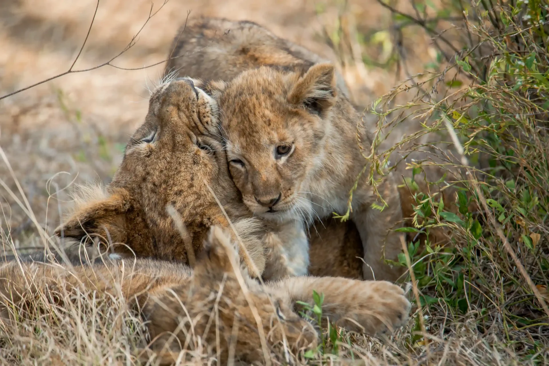 Lion cubs nuzzling in the Serengeti